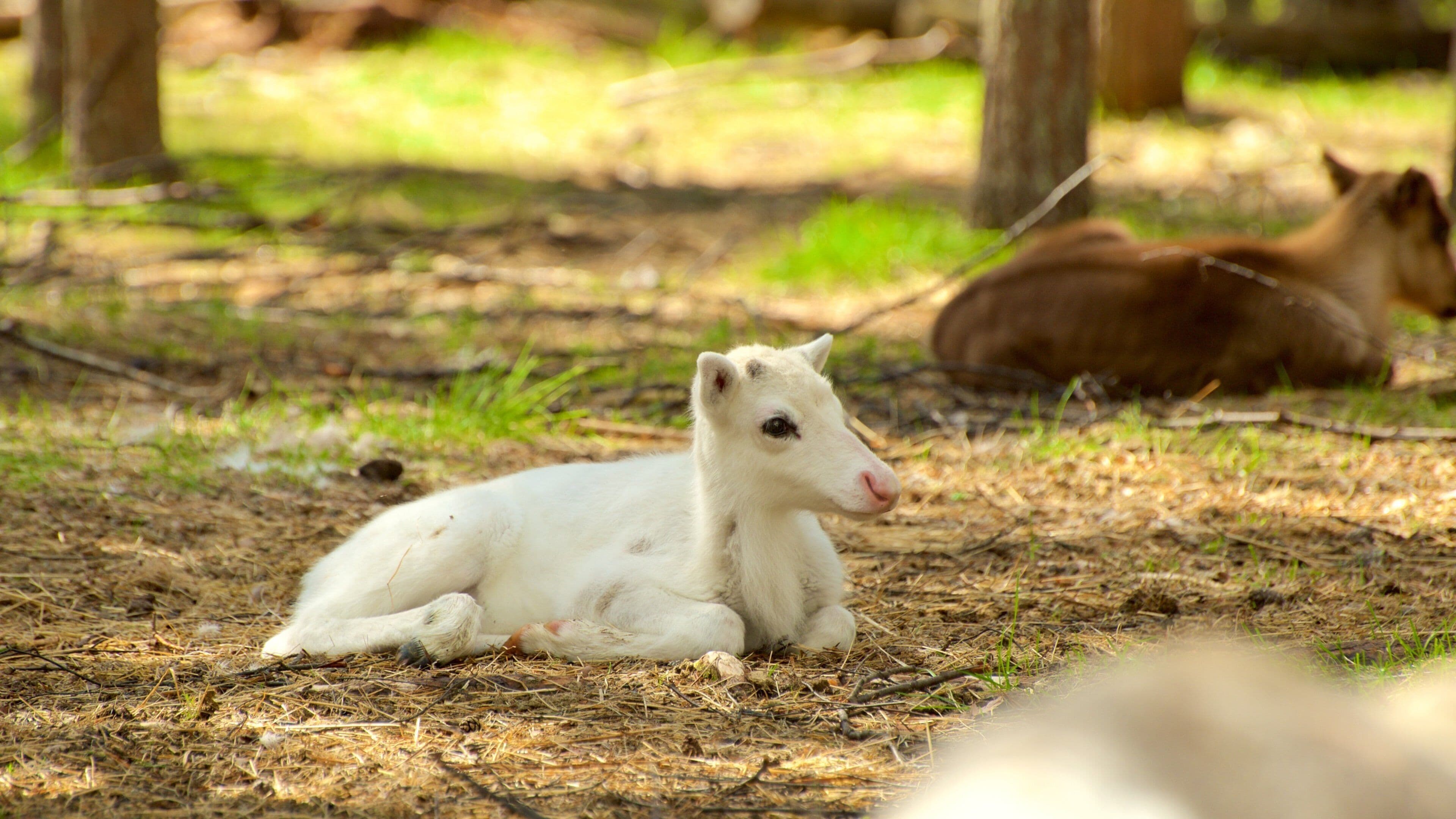 Luosto ofreciendo granja y animales domésticos