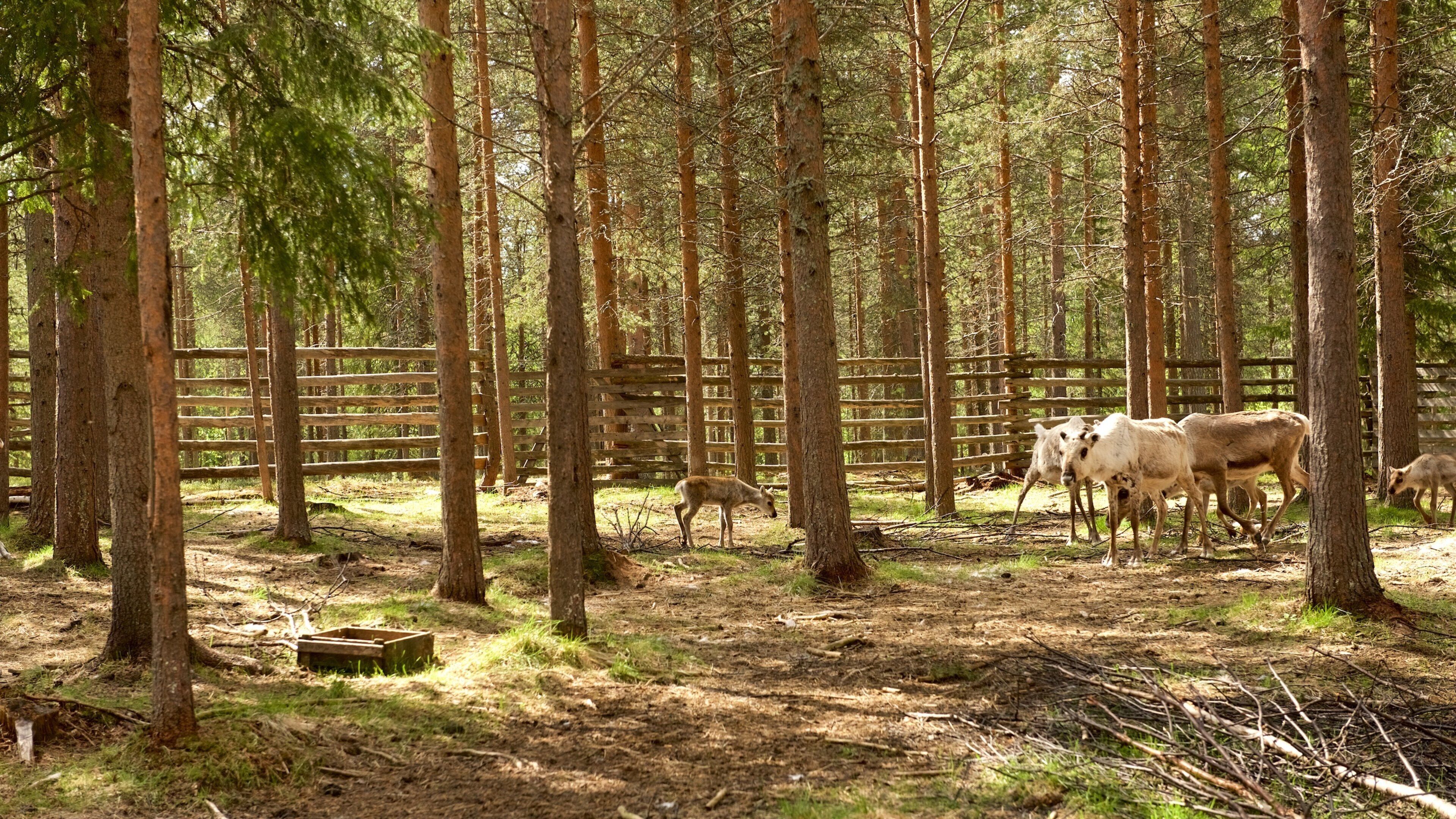 Luosto featuring tranquil scenes, farmland and cuddly or friendly animals
