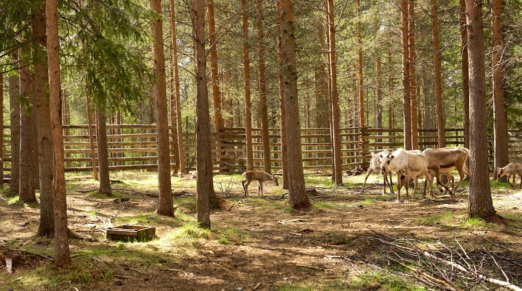 ルオスト フィーチャー フレンドリーな動物, 農地 と 静かな風景