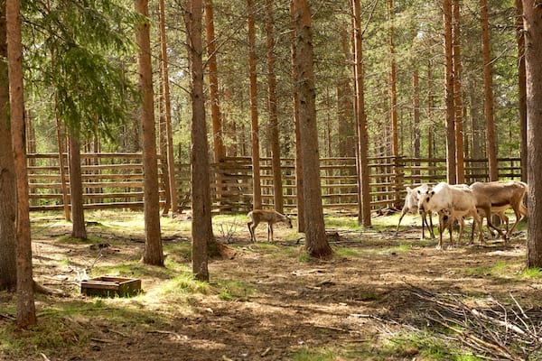 Luosto featuring cuddly or friendly animals, tranquil scenes and farmland