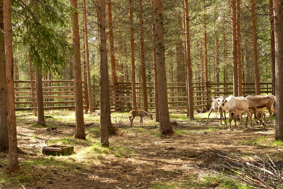 A forest with a wooden fence and several deer.