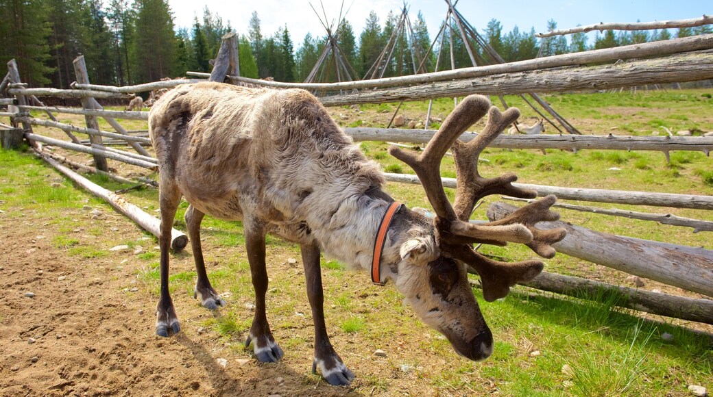 ルオスト フィーチャー フレンドリーな動物