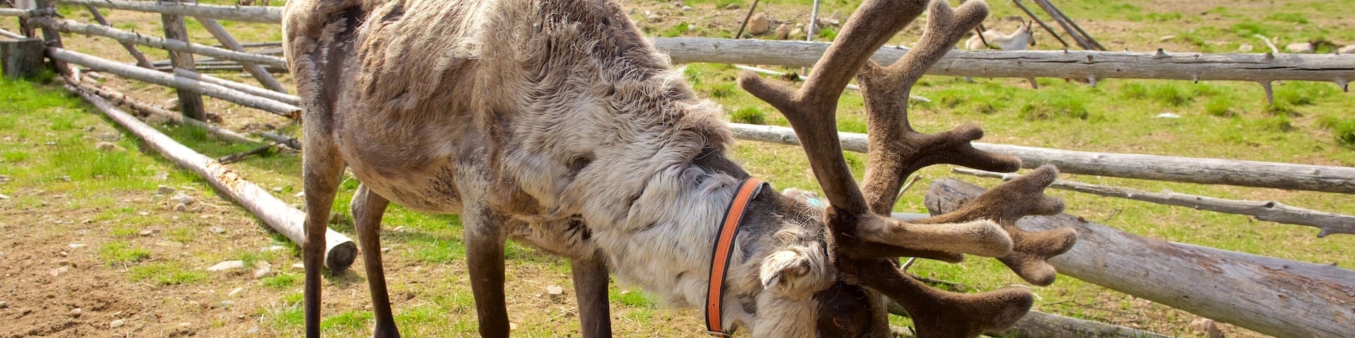 Luosto que incluye animales domésticos