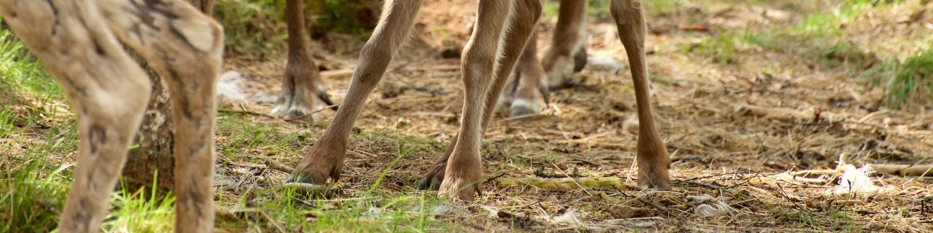 A young deer in a forested area with trees and grass.