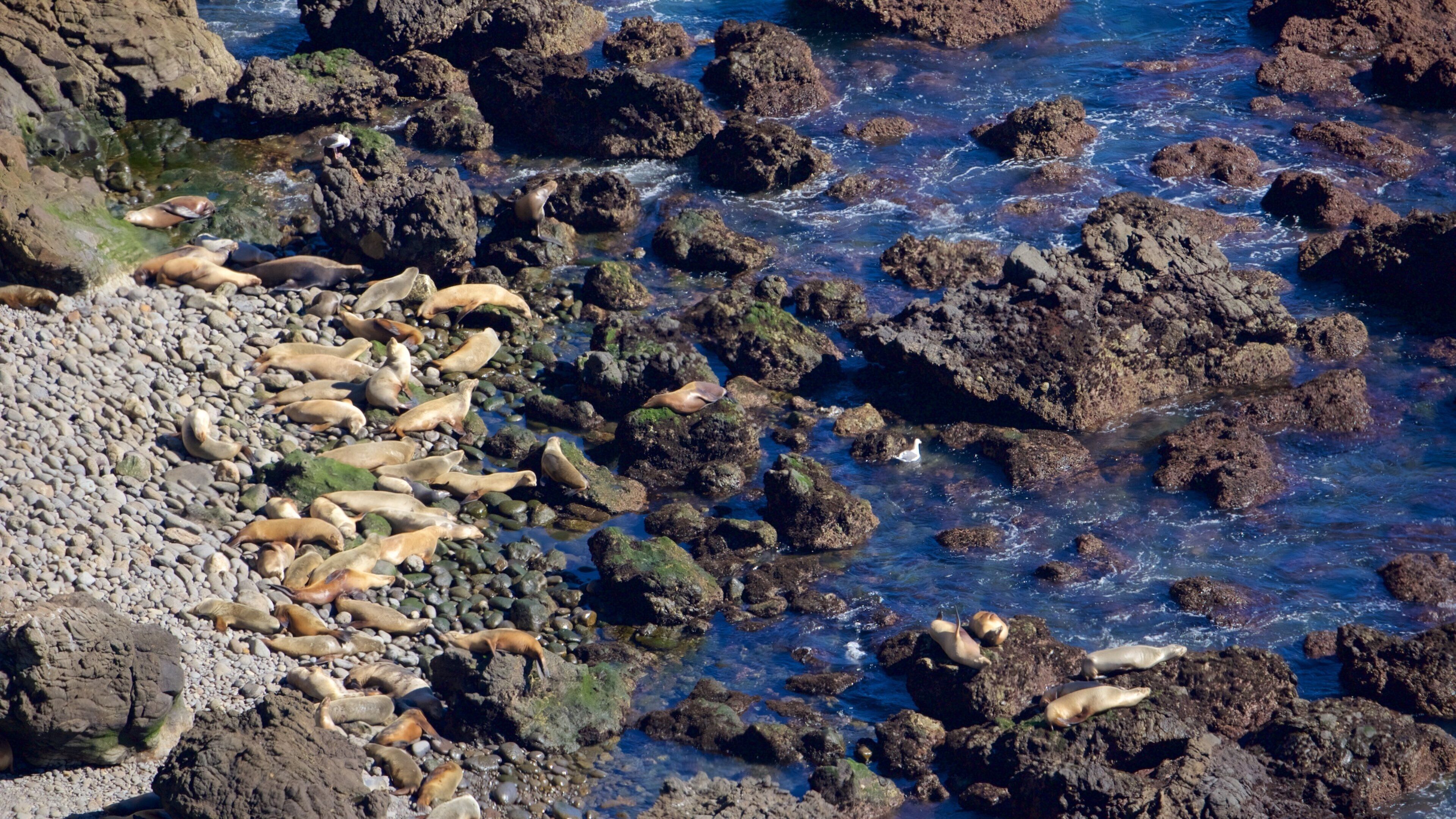 凡杜拉 呈现出 海洋動物 和 陡峭海岸線