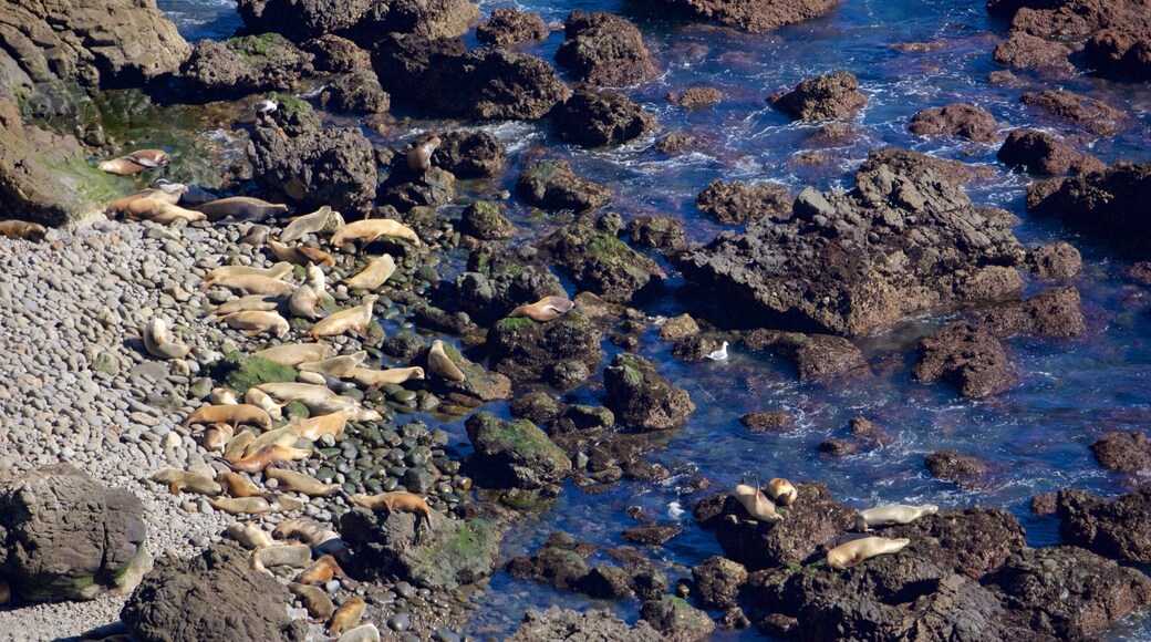 凡杜拉 呈现出 海洋動物 和 陡峭海岸線