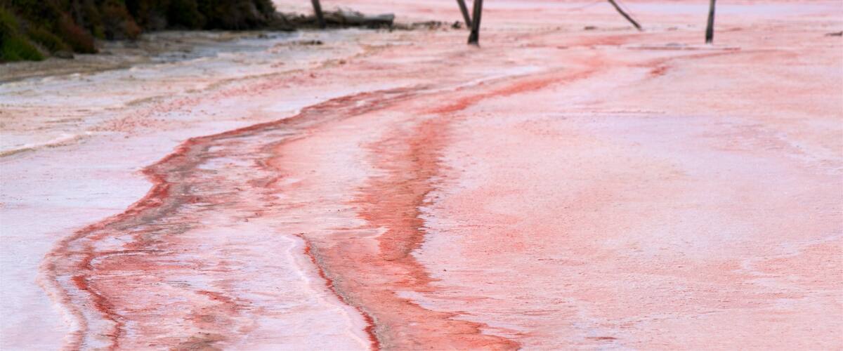 A pink salt flat with wooden posts and a distant water body.