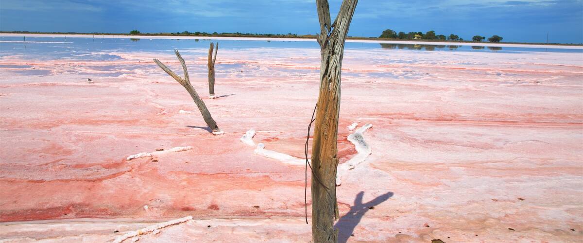 A salt flat with pinkish hues and a clear blue sky.