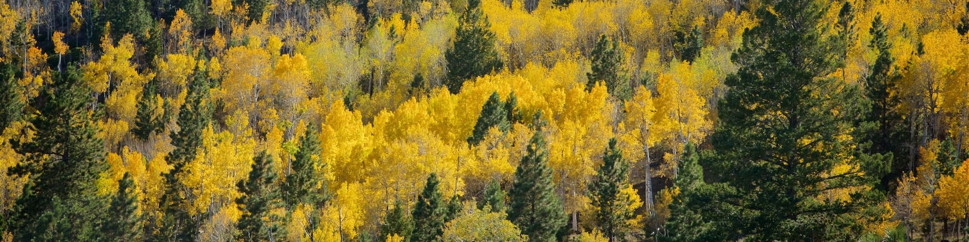 Torrey featuring autumn leaves and forest scenes