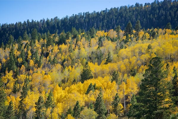 Torrey montrant couleurs d\'automne et scĂšnes forestiĂšres