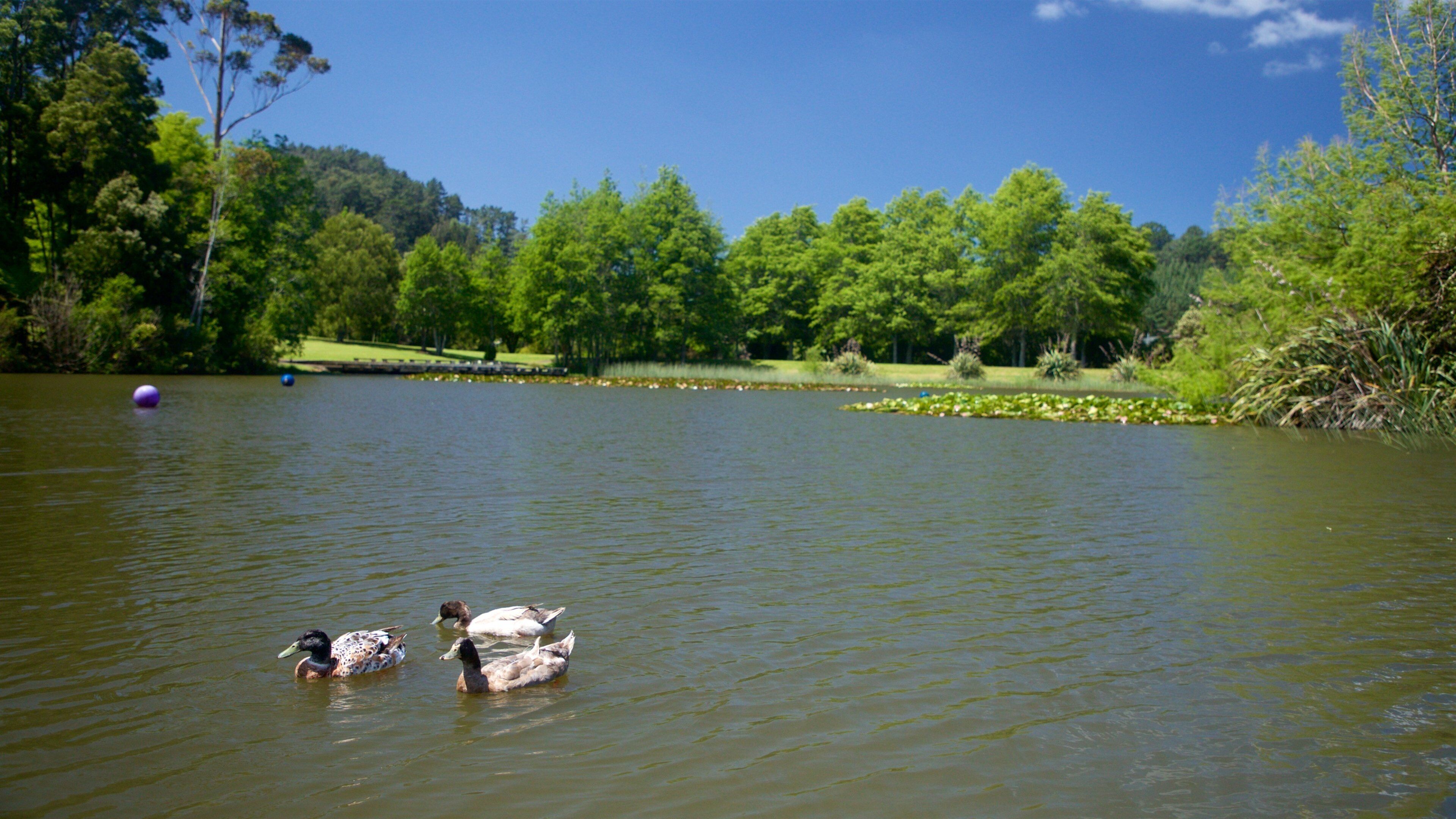 Waihi mostrando un lago o laguna y aves