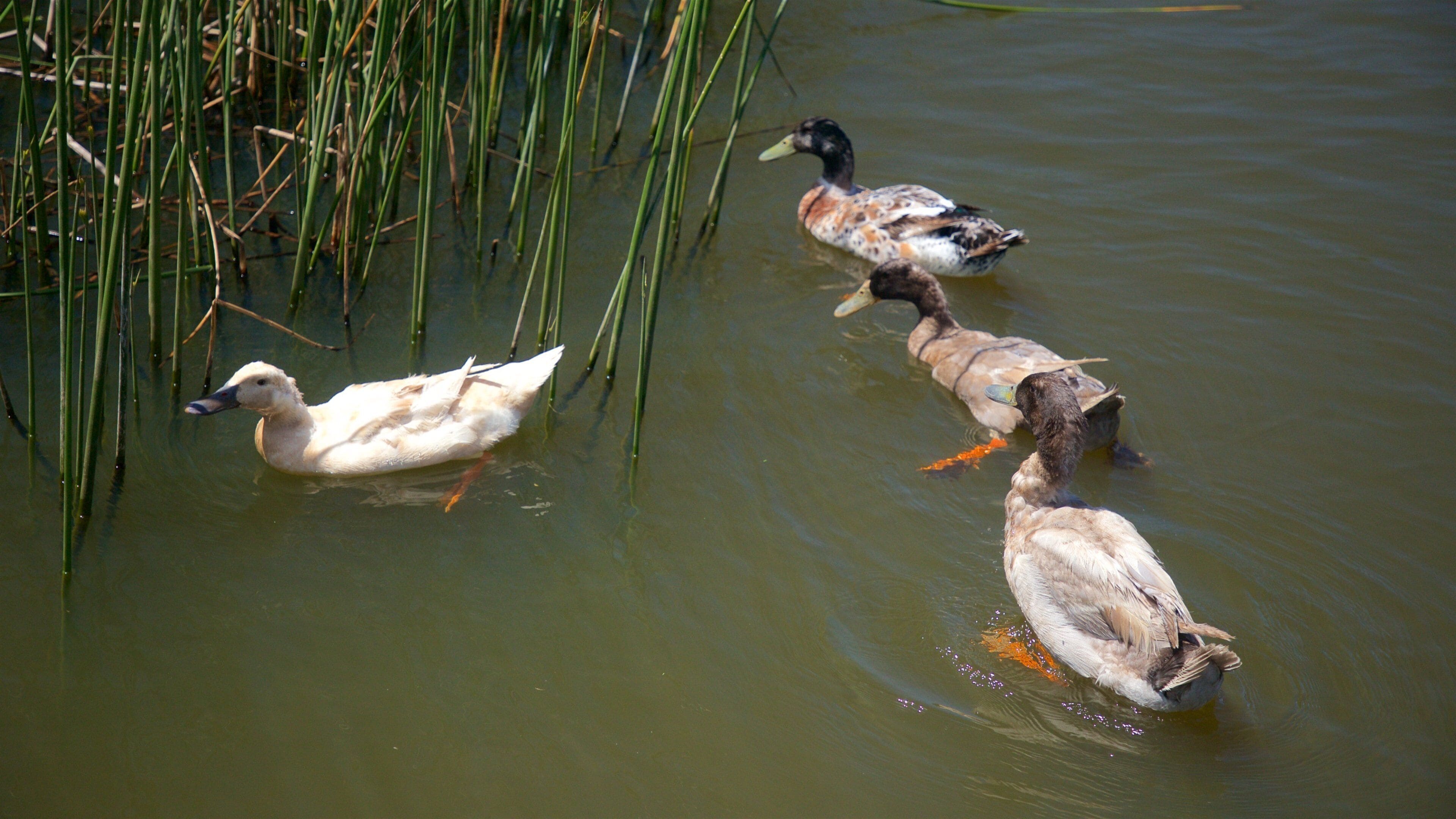 Waihi som omfatter en dam og fugleliv