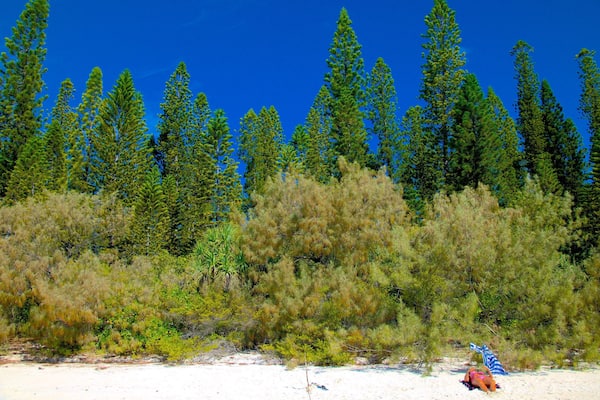 Île des Pins welches beinhaltet Sandstrand