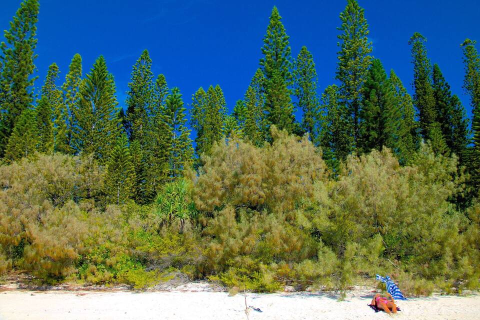 A beach with a person lying on a towel, surrounded by dense green trees and a clear blue sky.