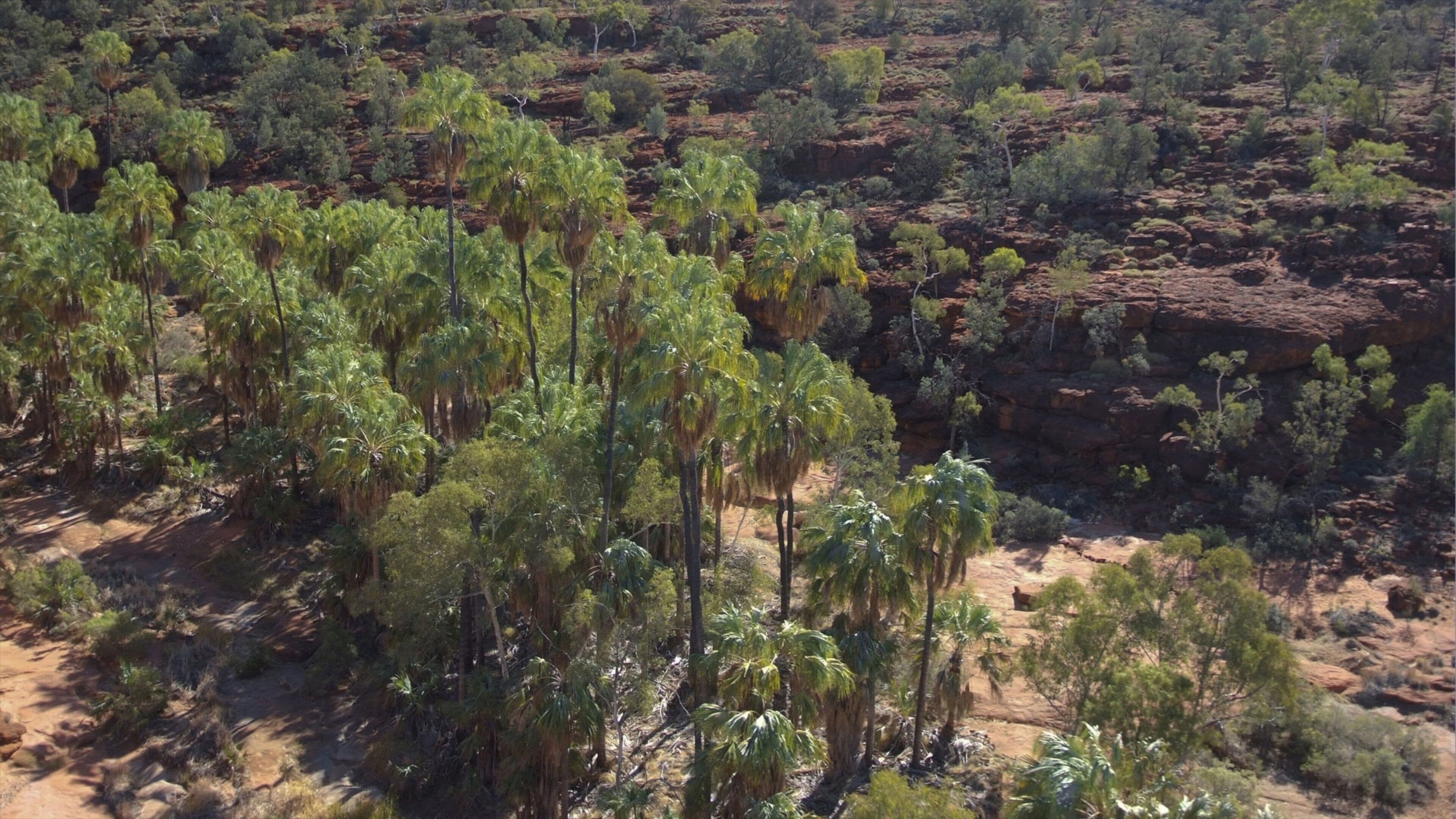 Alice Springs johon kuuluu rauhalliset maisemat ja rotko tai kanjoni