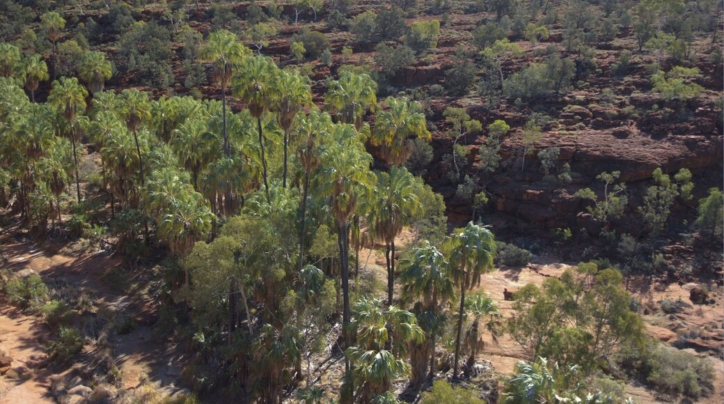 Alice Springs que inclui cenas tranquilas e um desfiladeiro ou canyon