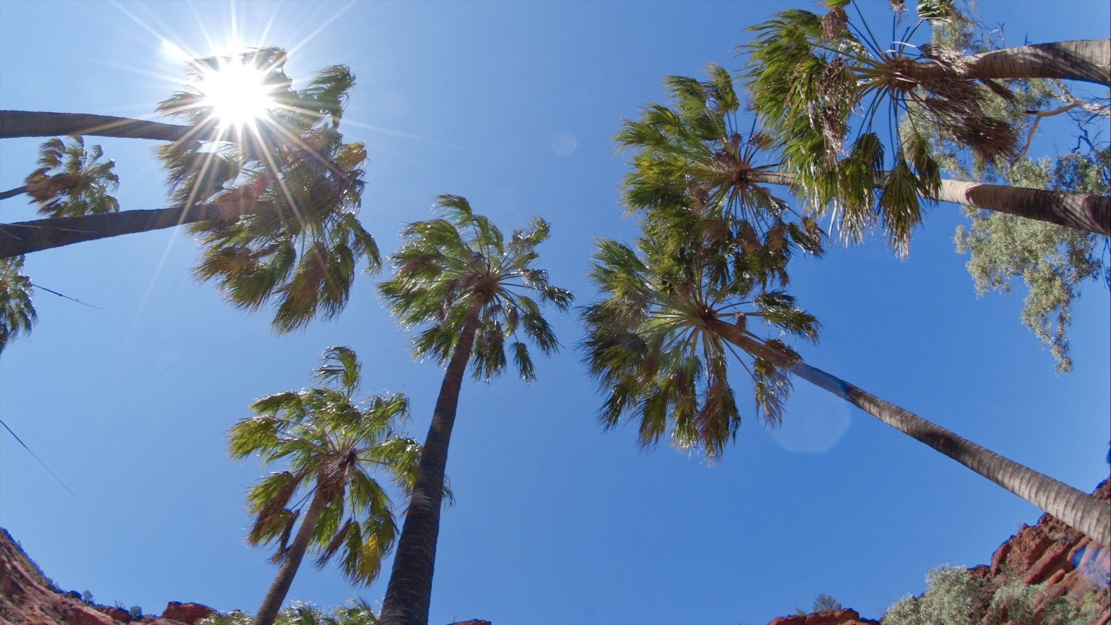Alice Springs showing tropical scenes