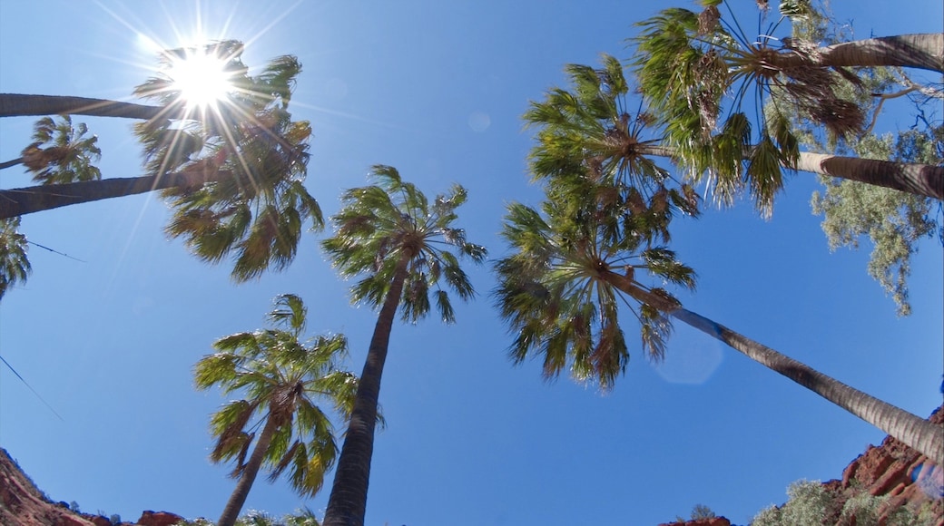 Alice Springs showing tropical scenes