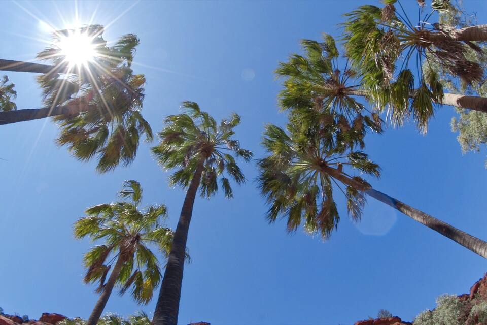 Tall palm trees against a clear blue sky with the sun shining through.