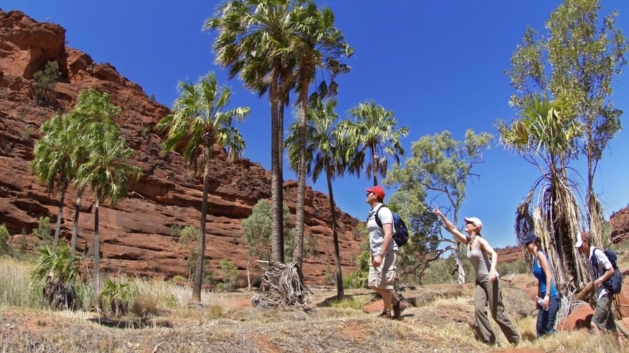 Palm Valley which includes hiking or walking and tranquil scenes as well as a small group of people