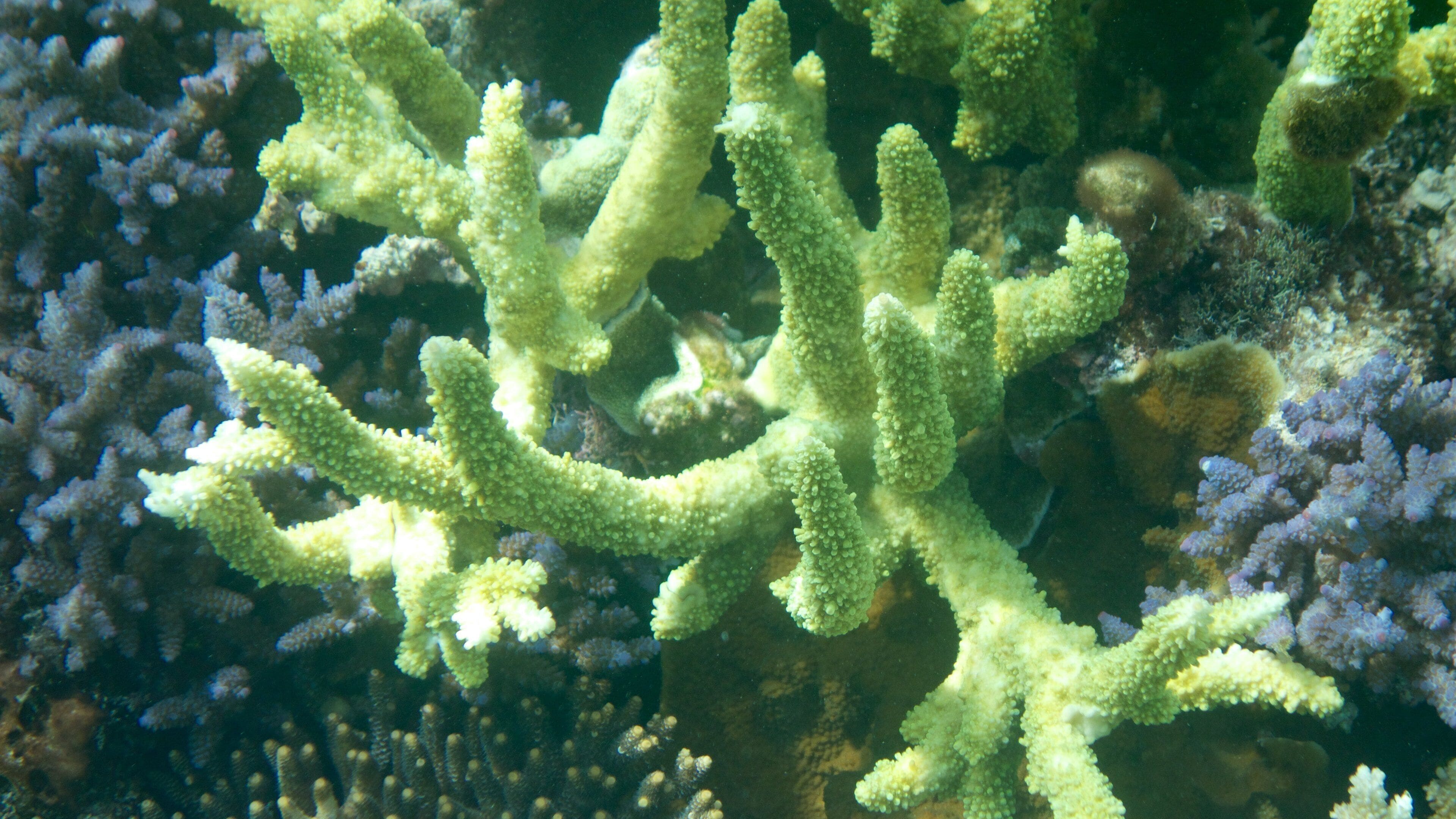 Lifou showing coral