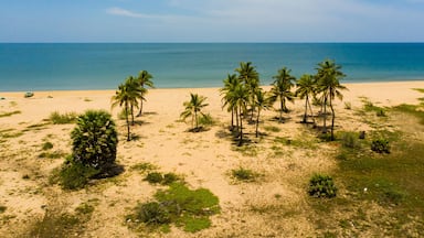 Aerial view of Tropical sandy beach with palm trees and blue sea. Sri Lanka.