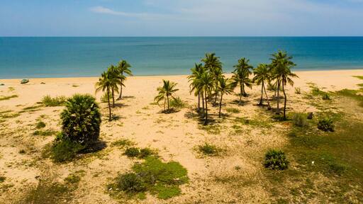 Aerial view of Tropical sandy beach with palm trees and blue sea. Sri Lanka.