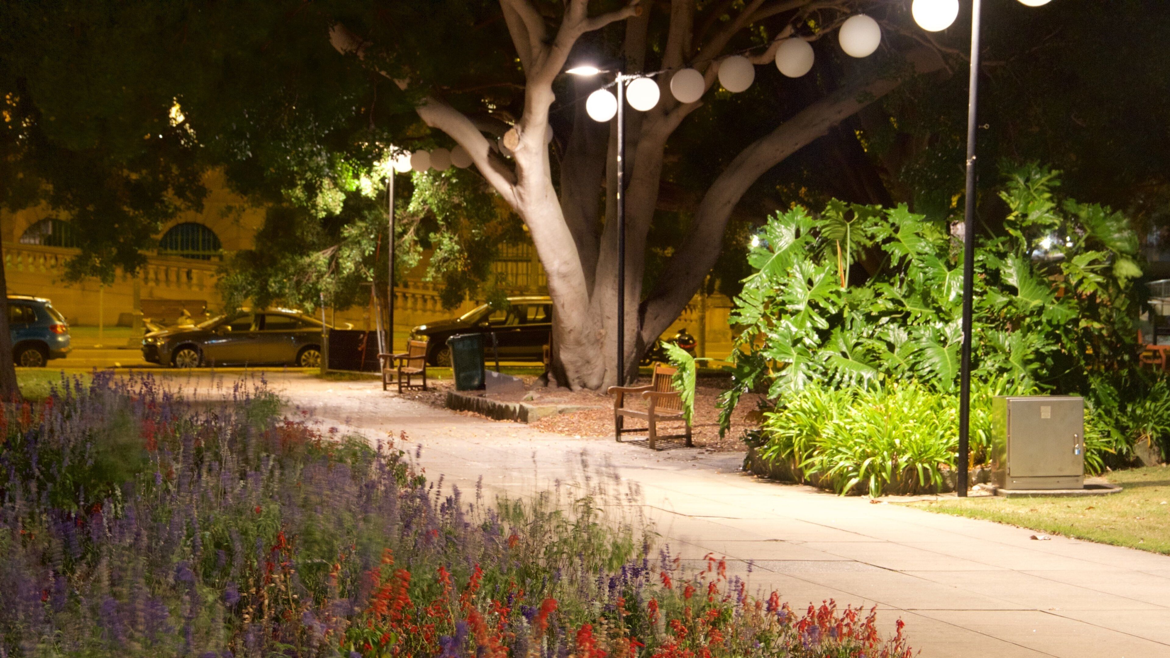 Newcastle featuring a garden, flowers and night scenes