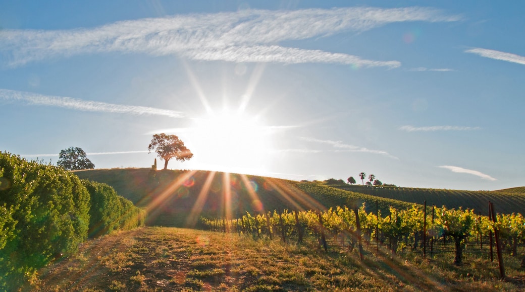 Early morning sun shining next to Valley Oak tree on hill in Paso Robles wine country in the Central Valley of California United States