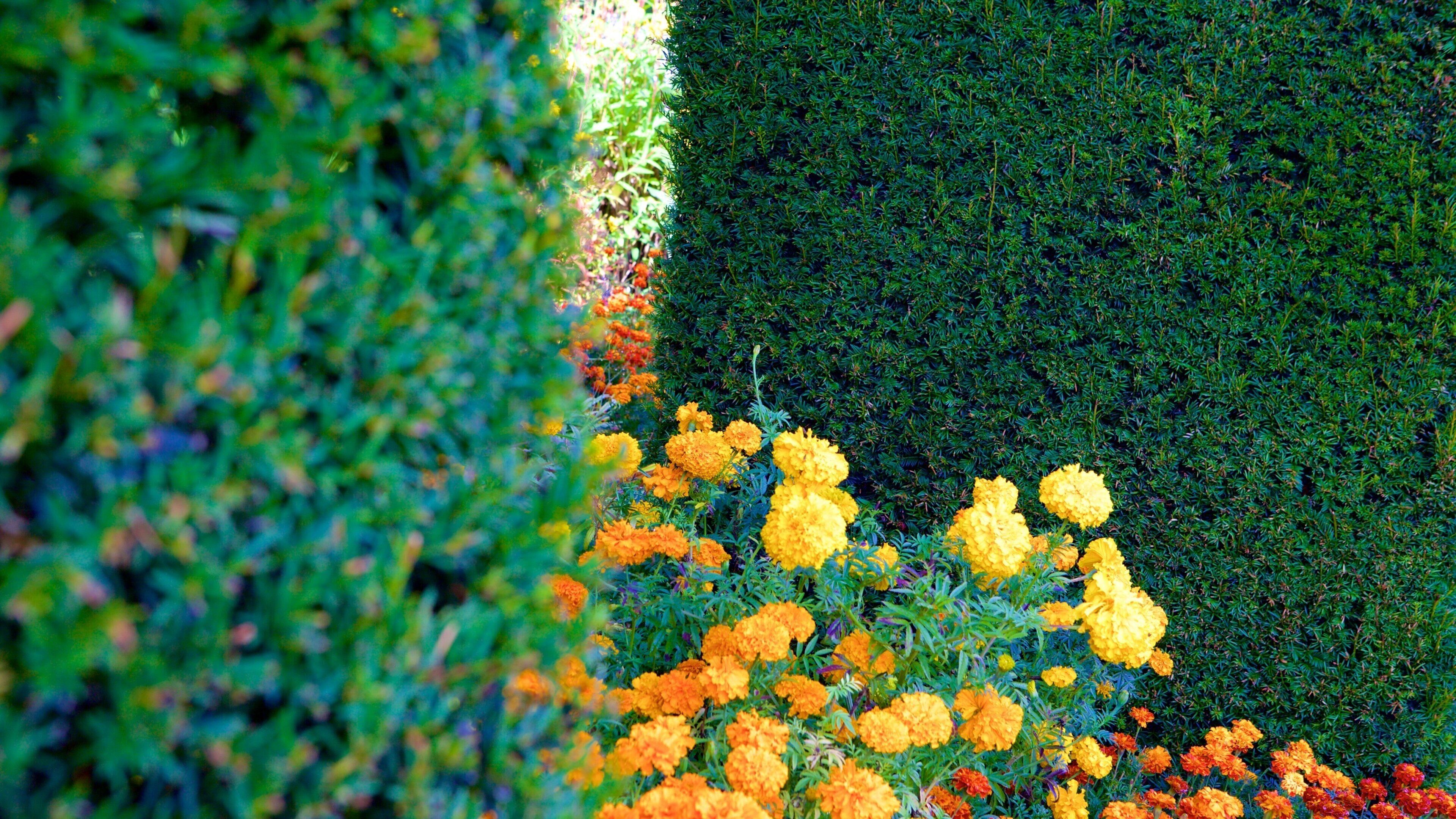 Oxford joka esittää kukat