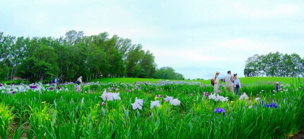 ハ絋学園 花菖蒲園