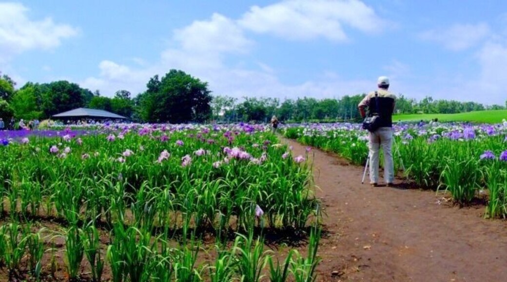 ハ絋学園 花菖蒲園 2009
