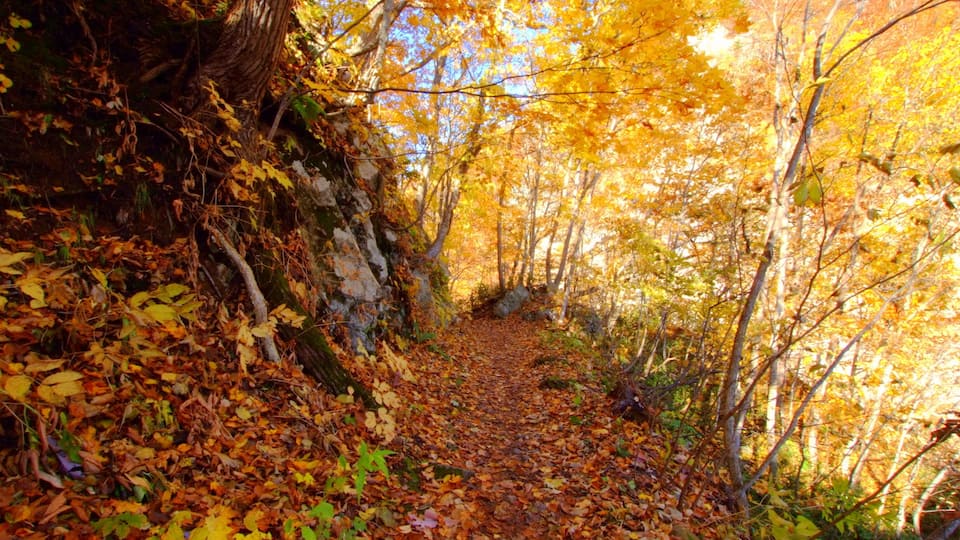 定山渓散策路(Jozankei walkway)