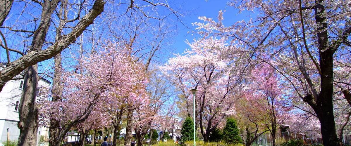 白石公園(Shiraishi Park)