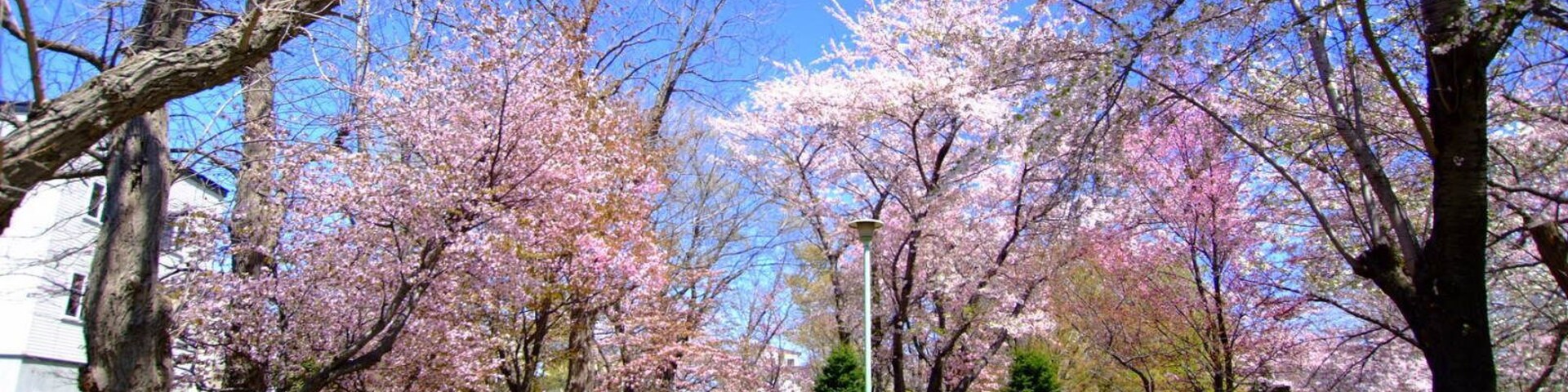 白石公園(Shiraishi Park)