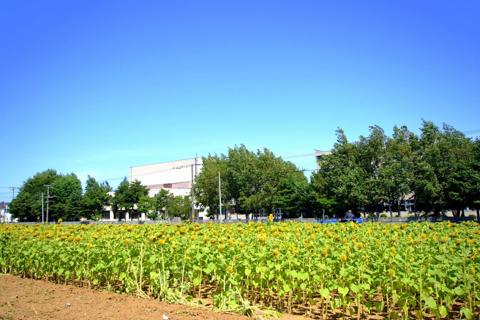 Sunflower field