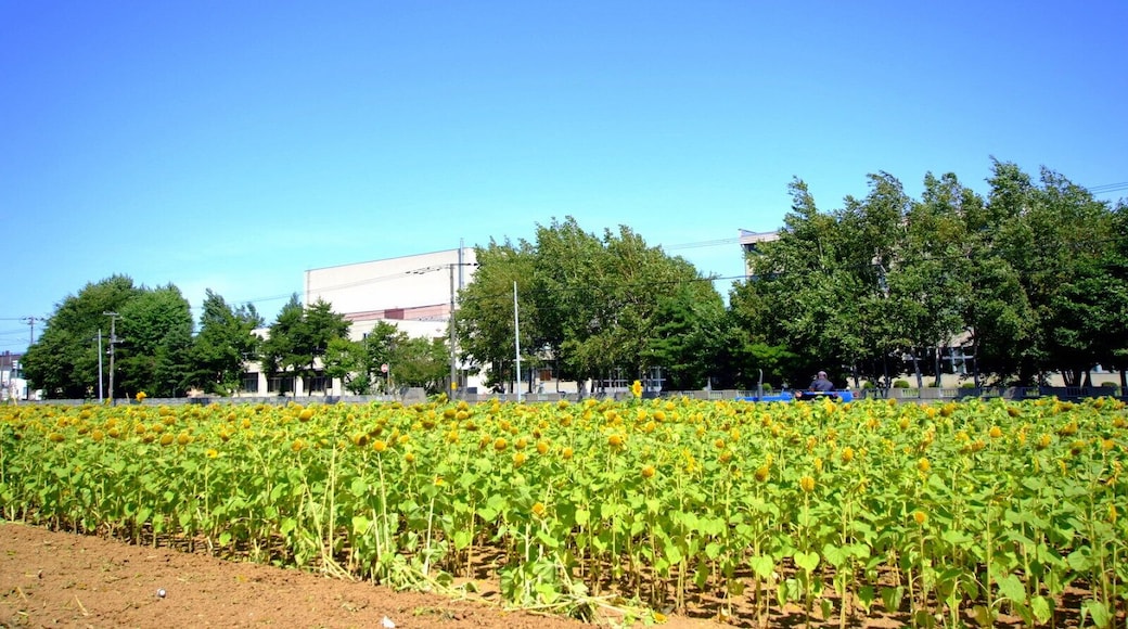 Sunflower field