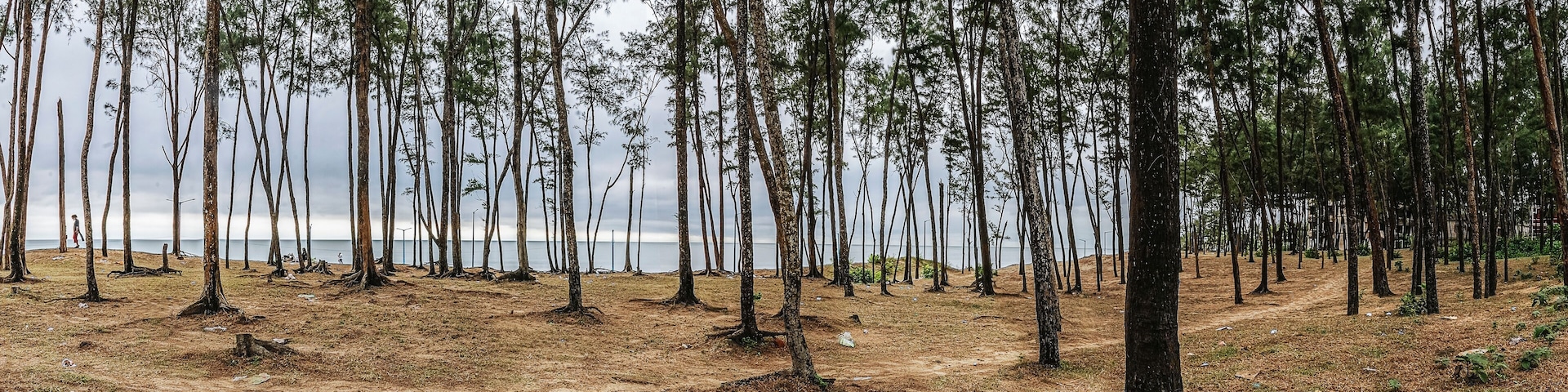 Pine forest on sand beach of some sea side at the coastal area of Digha, West Bengal, India.