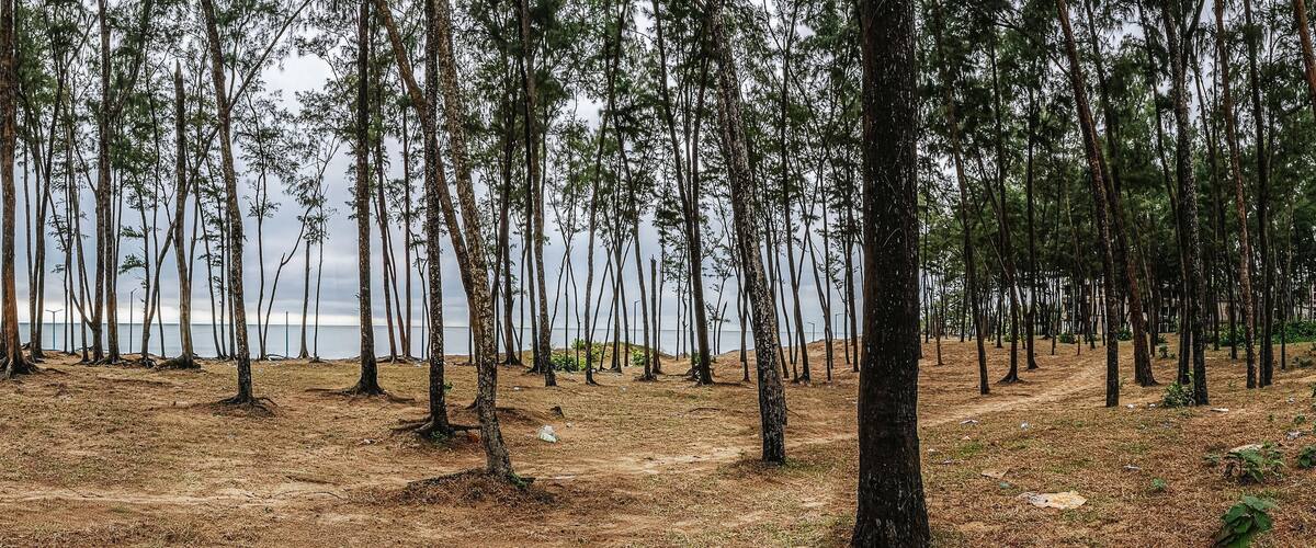A forest with tall, thin trees and a dirt path leading to a body of water.