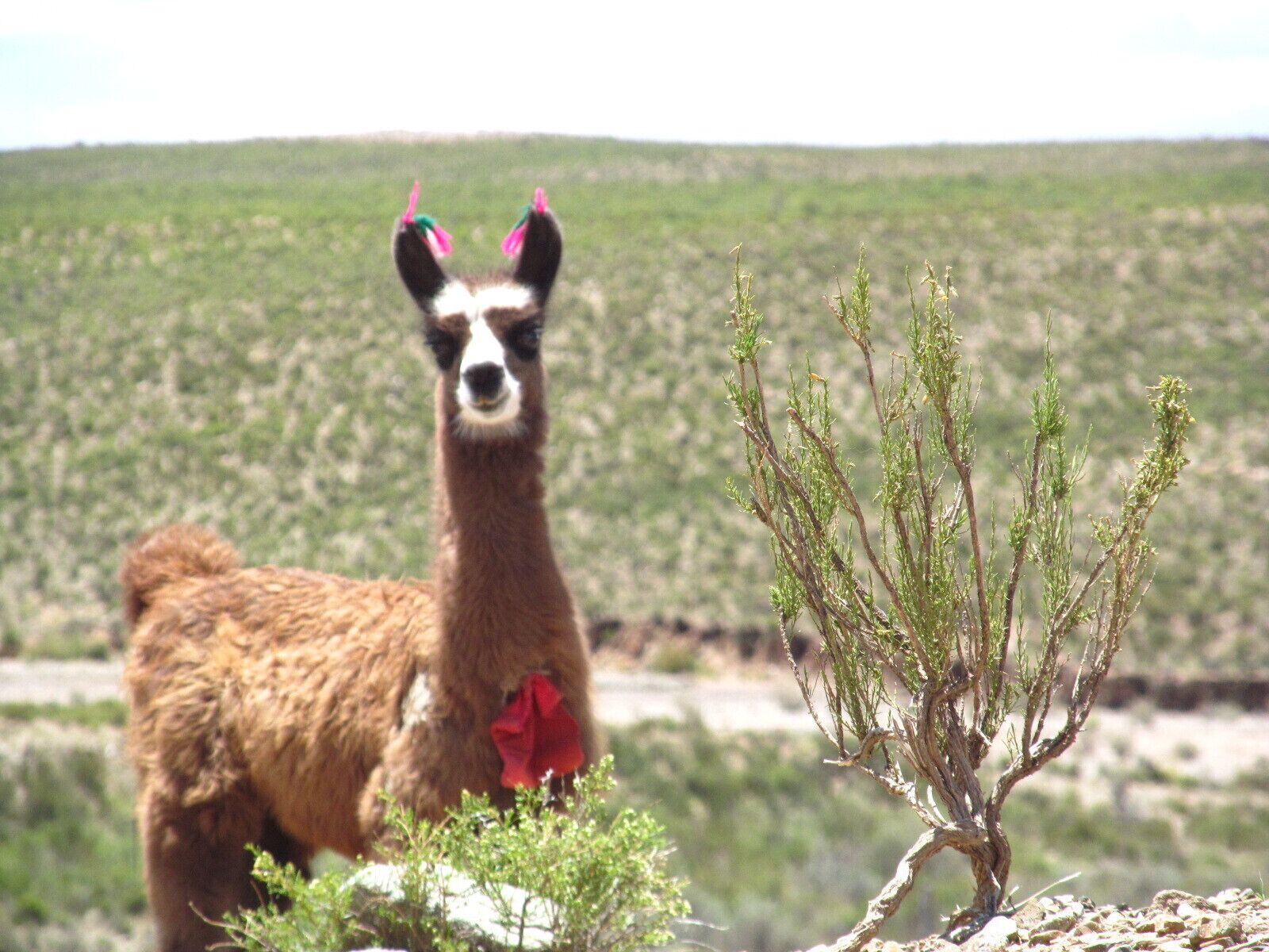 Lovely llama, they are really curious!