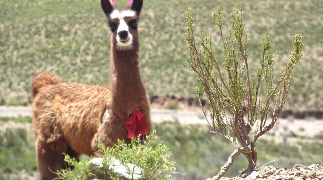 Lovely llama, they are really curious!