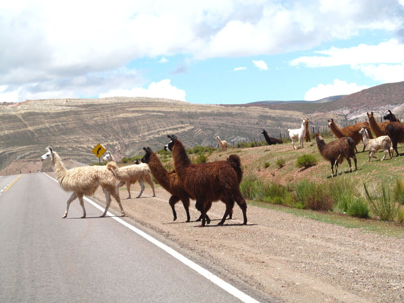 Llamas crossing the route in front of our car.