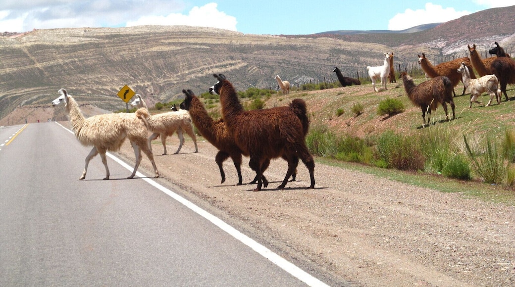 Llamas crossing the route in front of our car.