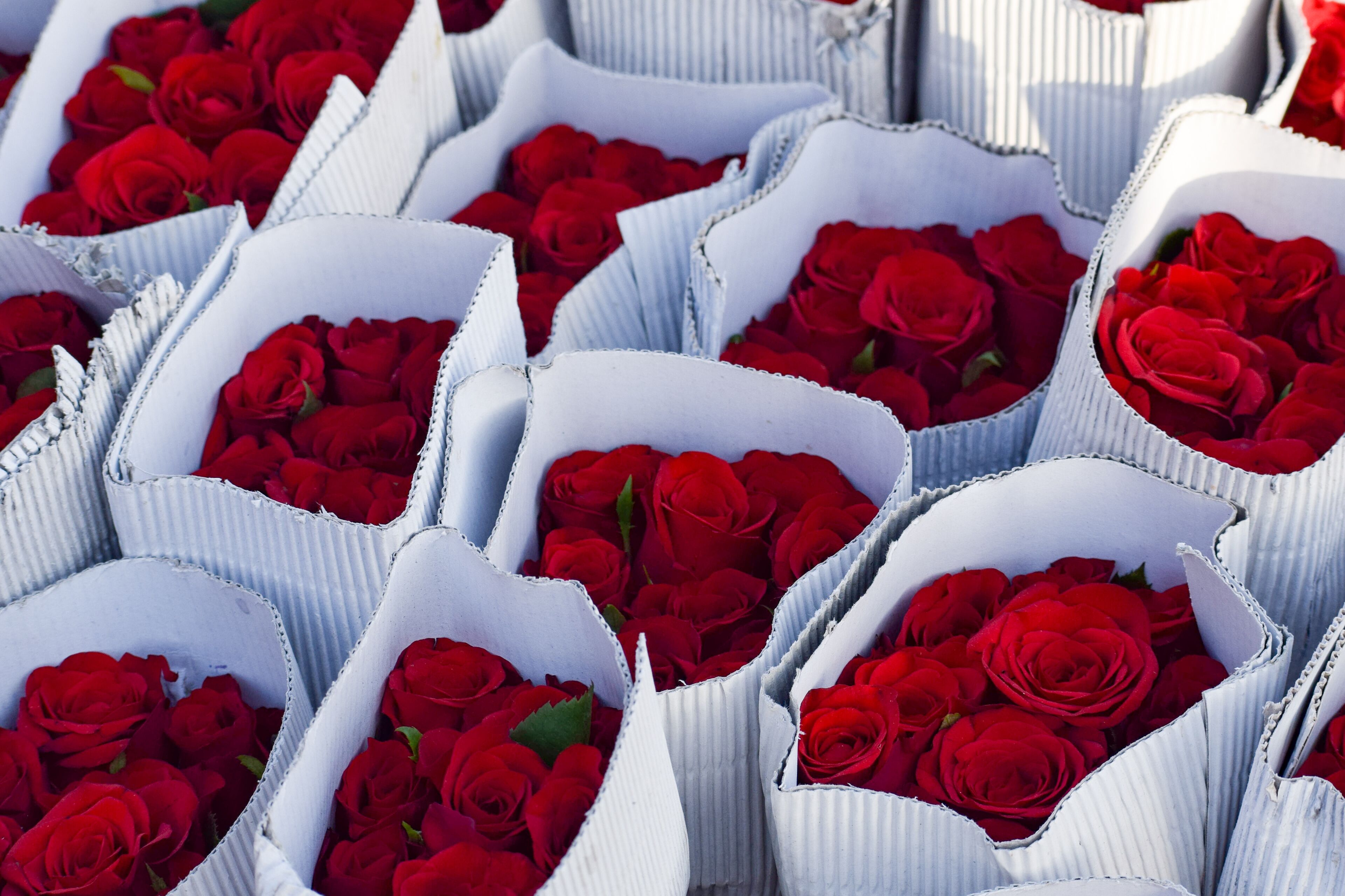 Multiple white boxes filled with red roses.