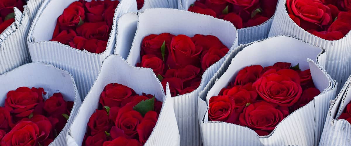 Multiple white boxes filled with red roses.