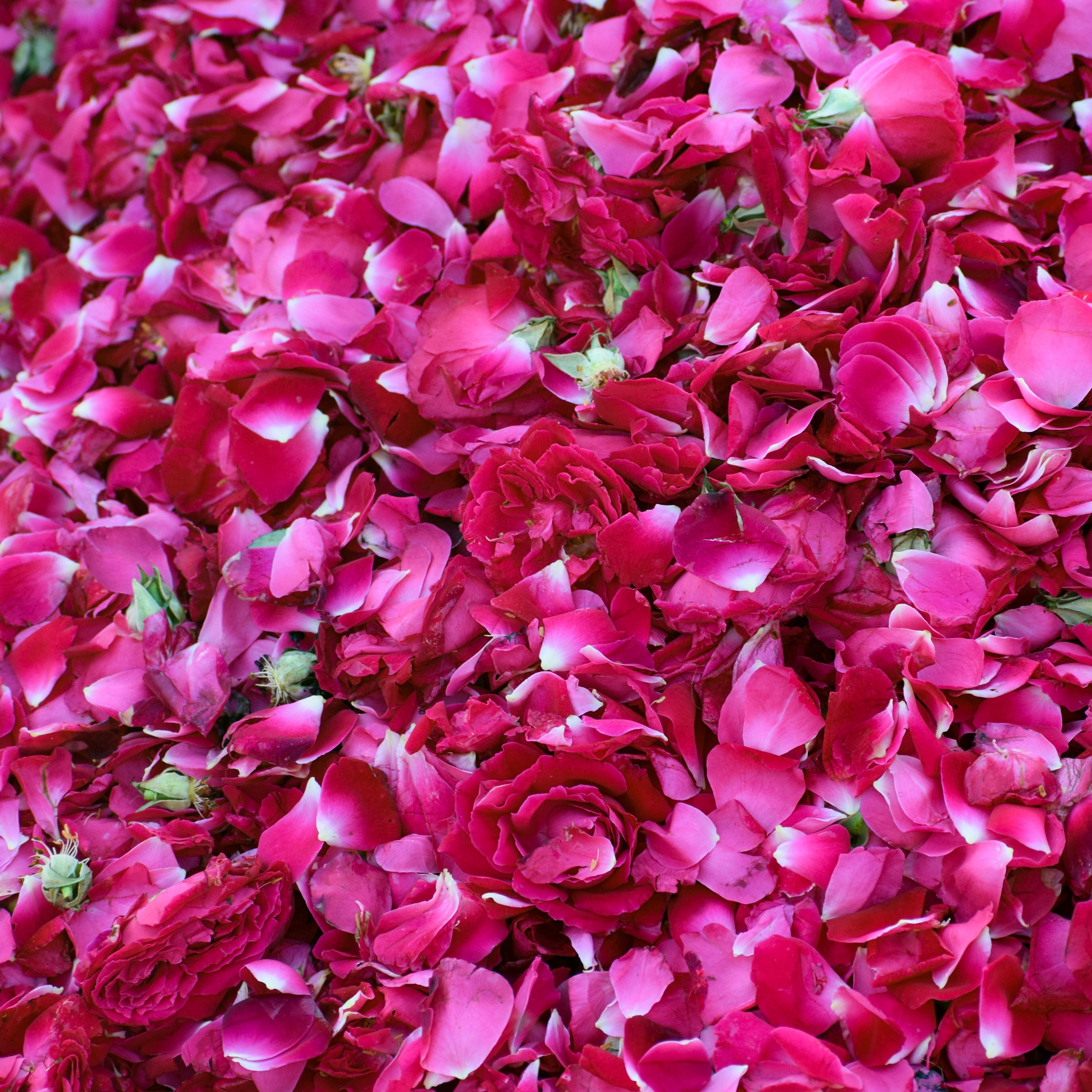 Ghazipur flower market situation in the morning, the flower itself came from China, Vietnam, Thailand and India