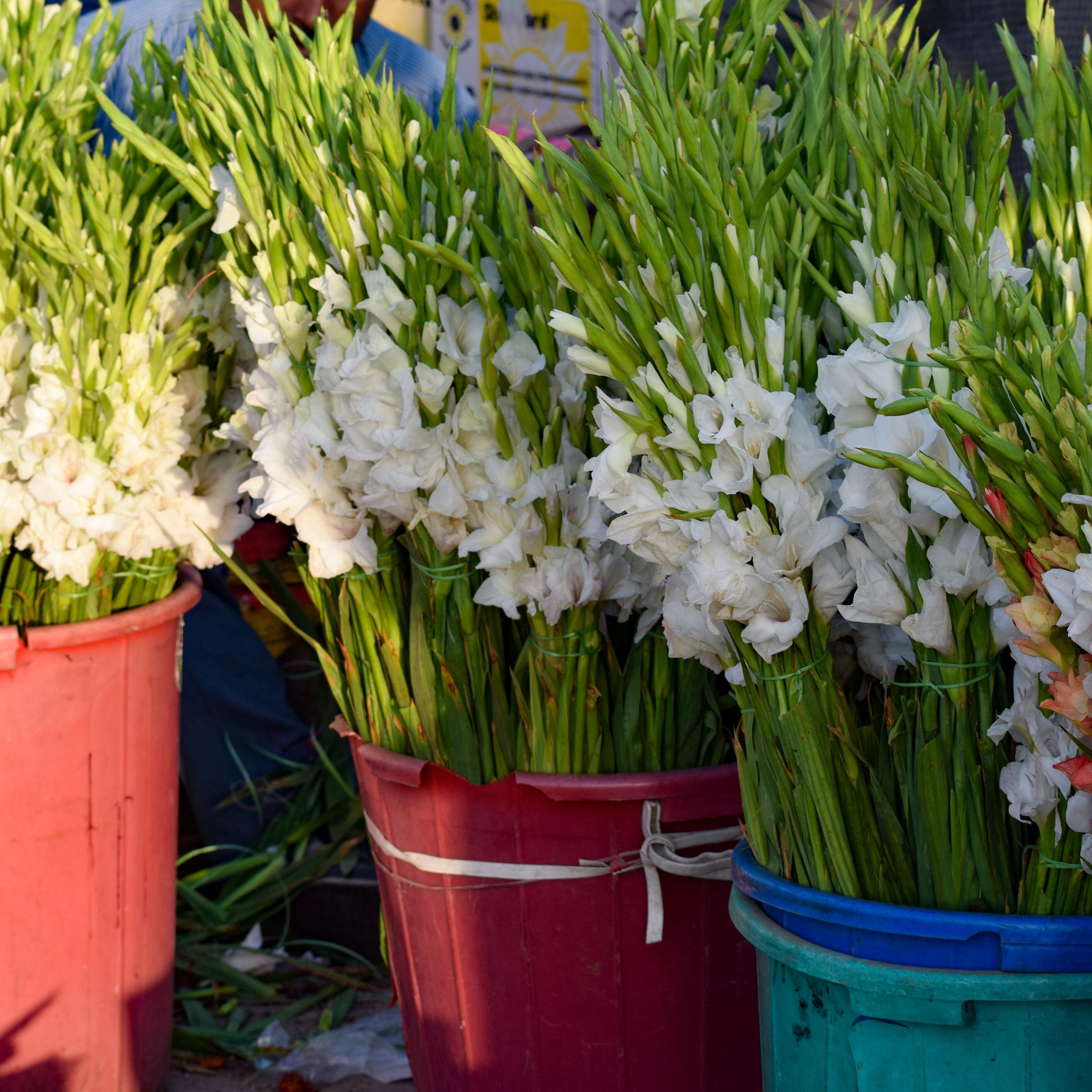 Ghazipur flower market situation in the morning, the flower itself came from China, Vietnam, Thailand and India