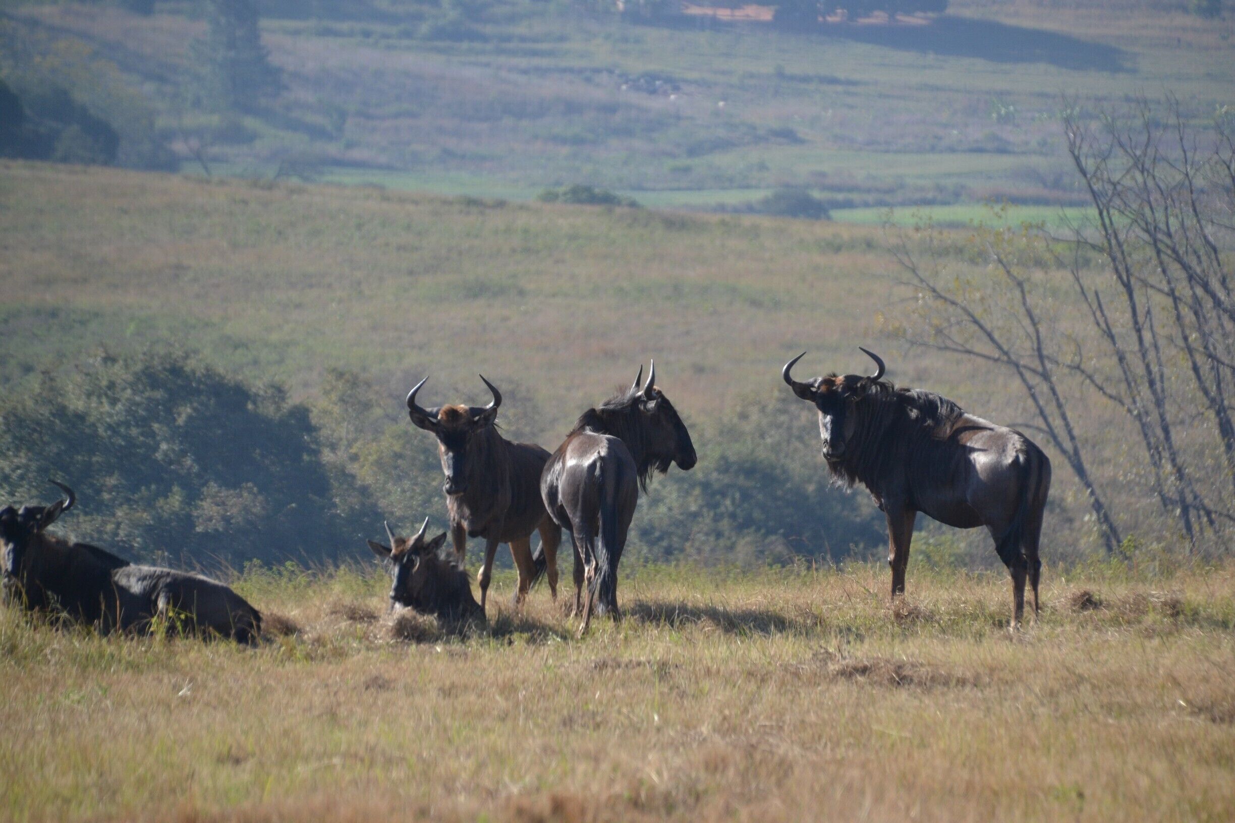 Wildebeest roaming the fields and forests in Mlilwane Wildlife Sanctuary, Swaziland. Get to Sondzela backpackers, or their lodge and you will have an amazing time, walking around the trail, watching wild animals like zebras, warthogs, wildebeests and antilopes of all kinds.

#swaziland #nature #landscape #wildlife #animals #scenery