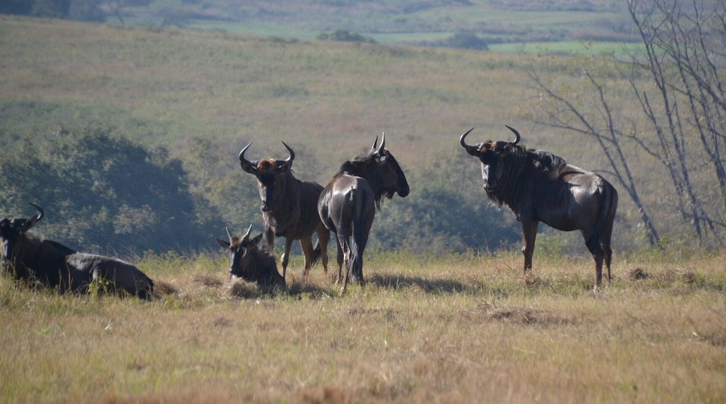 Wildebeest roaming the fields and forests in Mlilwane Wildlife Sanctuary, Swaziland. Get to Sondzela backpackers, or their lodge and you will have an amazing time, walking around the trail, watching wild animals like zebras, warthogs, wildebeests and antilopes of all kinds.
#swaziland #nature #landscape #wildlife #animals #scenery