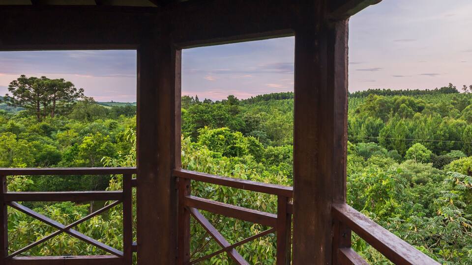 A wooden structure with a view of a dense forest.